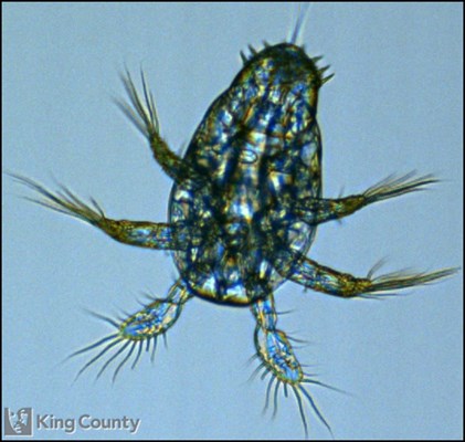 Photo of Copepoda: larval stages